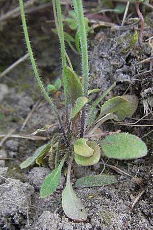 Arabidopsis thaliana \ Acker-Schmalwand / Thale Cress, D Eisenberg 12.4.2007