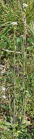 Arabis hirsuta \ Rauhaarige Gnsekresse, D Karlstadt 14.4.2007