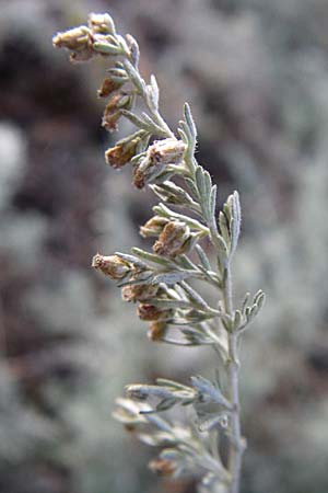 Artemisia repens \ Kriechende Beifu, D Sandhausen 4.10.2007