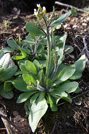 Arabidopsis thaliana \ Acker-Schmalwand / Thale Cress, D Rheinhessen, Wonsheim 30.3.2008