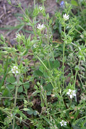 Arenaria serpyllifolia \ Quendelblttriges Sandkraut / Thyme-Leaved Sandwort, D Karlsruhe 2.5.2008