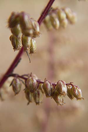 Artemisia scoparia \ Besen-Beifu / Redstem Wormwood, Virgate Sagebrush, D Viernheim 1.11.2008
