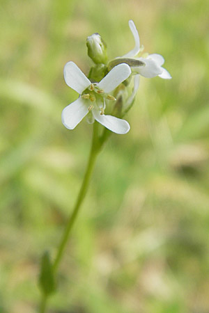 Arabis hirsuta \ Rauhaarige Gnsekresse, D Bensheim 2.5.2009