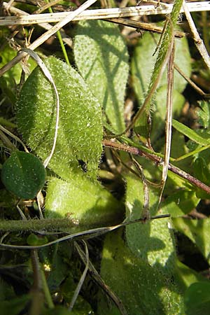 Arabis hirsuta \ Rauhaarige Gnsekresse, D Bensheim 2.5.2009