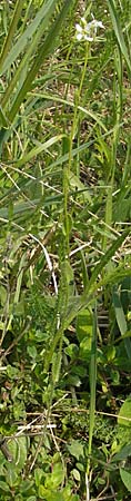 Arabis hirsuta \ Rauhaarige Gnsekresse / Hairy Rock-Cress, D Bensheim 2.5.2009