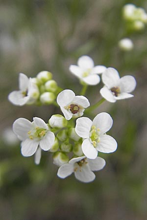 Kernera saxatilis \ Felsen-Kugelschtchen / Kernera, D Pfronten 22.5.2009