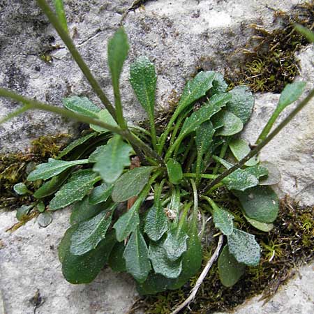 Kernera saxatilis \ Felsen-Kugelschtchen, D Pfronten 22.5.2009