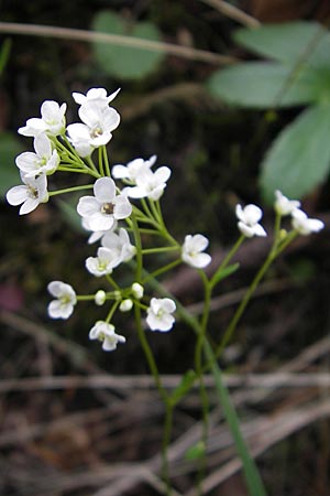 Kernera saxatilis \ Felsen-Kugelschtchen / Kernera, D Pfronten 22.5.2009