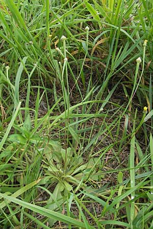 Arnoseris minima \ Lmmersalat, D Darmstadt 17.7.2009