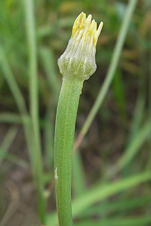 Arnoseris minima / Lamb Succory, Dwarf Nipplewort, D Darmstadt 17.7.2009