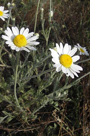 Anthemis ruthenica \ Ukrainische Hundskamille / Russian Chamomile, D Mannheim 5.5.2011