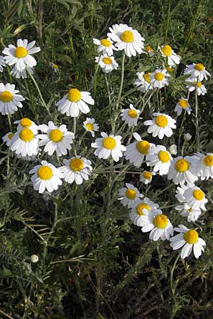 Anthemis ruthenica / Russian Chamomile, D Mannheim 5.5.2011