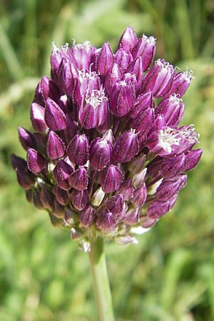 Allium rotundum / Sand Leek, D Weinheim an der Bergstraße 29.5.2011