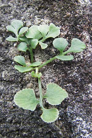 Asplenium ruta-muraria / Wall-Rue, D Neckarsteinach 26.7.2011