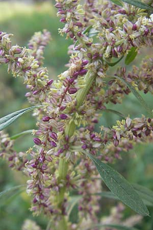 Amaranthus rudis \ Wasserhanf / Water Hemp, D Mannheim 25.9.2011