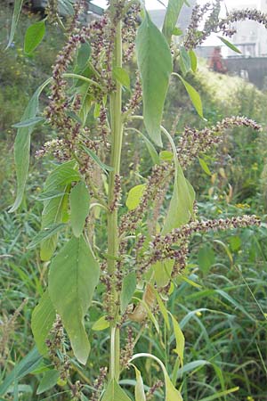 Amaranthus rudis \ Wasserhanf / Water Hemp, D Mannheim 25.9.2011