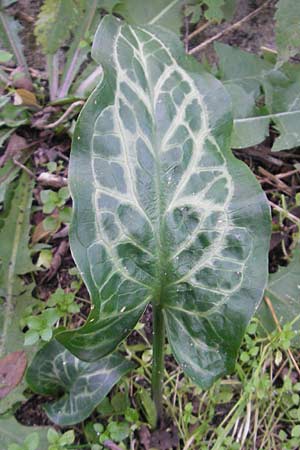 Arum italicum \ Italienischer Aronstab / Italian Lords and Ladies, D Ludwigshafen 26.10.2011