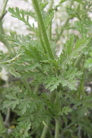 Anthemis ruthenica / Russian Chamomile, D Mannheim 5.6.2013