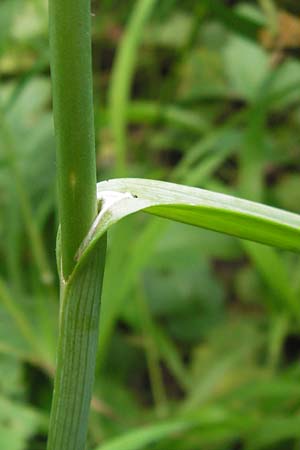 Allium rotundum / Sand Leek, D Weinheim an der Bergstraße 21.6.2013