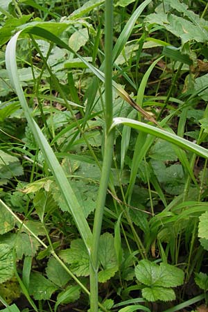 Allium rotundum \ Kugeliger Lauch / Sand Leek, D Weinheim an der Bergstraße 21.6.2013