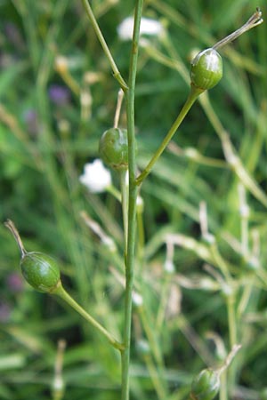 Anthericum ramosum \ stige Graslilie, Rispen-Graslilie, D Ketsch 19.7.2013