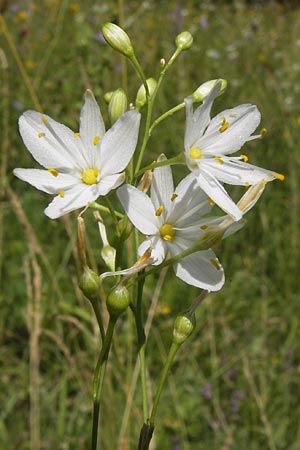 Anthericum ramosum \ stige Graslilie, Rispen-Graslilie / Branched St. Bernard's Lily, D Ketsch 21.7.2013