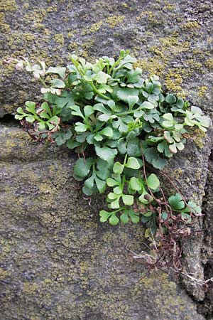 Asplenium ruta-muraria \ Gewhnliche Mauerraute, D Wanfried 3.8.2013