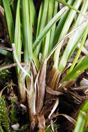 Carex supina / Dwarf Sedge, D Mannheim 29.4.2014