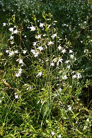 Anthericum ramosum \ stige Graslilie, Rispen-Graslilie, D Ketsch 2.7.2014