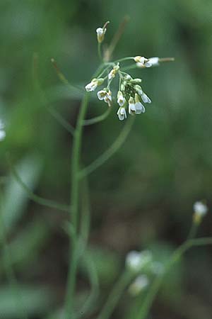 Arabidopsis thaliana \ Acker-Schmalwand / Thale Cress, D Bensheim 29.4.2006