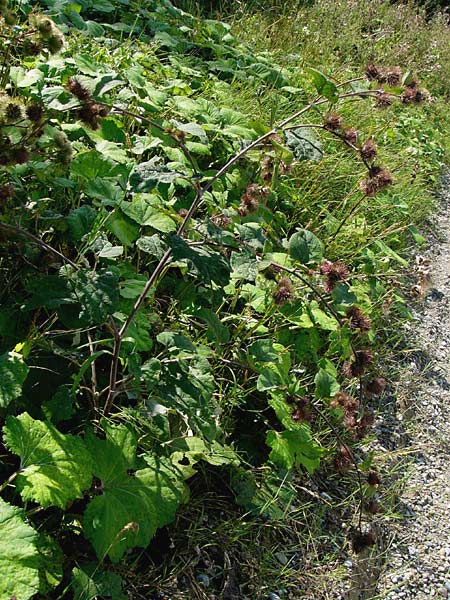 Arctium nemorosum \ Hain-Klette, Auen-Klette, D Gundelfingen 4.8.2014 (Photo: Thomas Meyer)