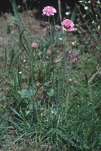 Armeria maritima subsp. halleri \ Galmei-Grasnelke, D Stolberg 11.6.2000