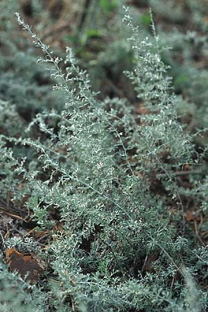 Artemisia repens, Kriechende Beifu