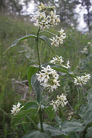 Vincetoxicum hirundinaria / White Swallow Wort, D Bensheim 15.5.2006