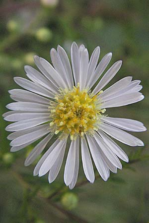 Symphyotrichum x salignum / Glaucous Michaelmas Daisy, Smooth Blue Aster, D Mannheim,  Friesenheimer Insel 22.9.2006