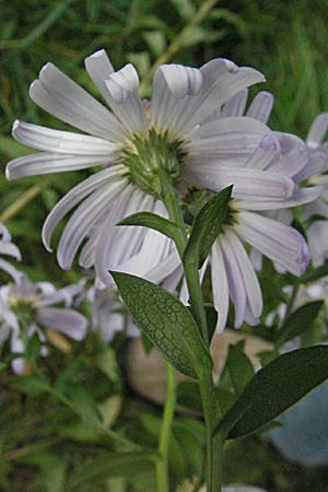 Symphyotrichum laeve \ Kahle Herbst-Aster, Glatte Aster, D Heidelberg 4.10.2006