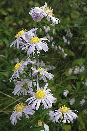 Symphyotrichum laeve \ Kahle Herbst-Aster, Glatte Aster, D Heidelberg 4.10.2006