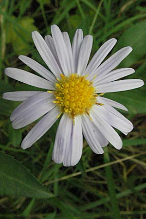 Symphyotrichum laeve \ Kahle Herbst-Aster, Glatte Aster, D Heidelberg 4.10.2006