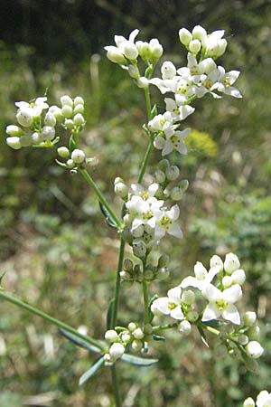 Galium glaucum \ Blaugrnes Labkraut / Glaucous Bedstraw, Waxy Bedstraw, D Karlstadt 30.4.2007