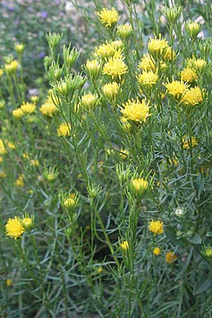 Galatella linosyris \ Gold-Aster, D Weinheim an der Bergstraße 6.8.2007