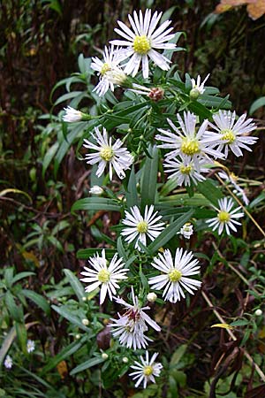 Symphyotrichum lanceolatum \ Lanzett-Herbst-Aster / Narrow-Leaved Michaelmas Daisy, White Panicle Aster, D Wachenheim 3.10.2007