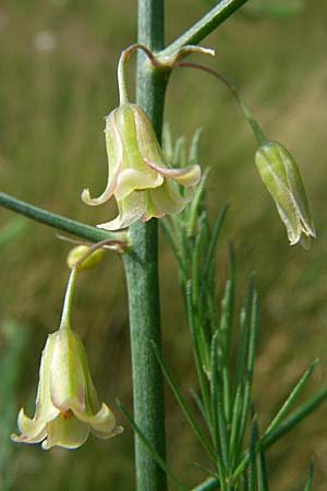 Asparagus officinalis \ Gemse-Spargel, D Viernheim 8.7.2008