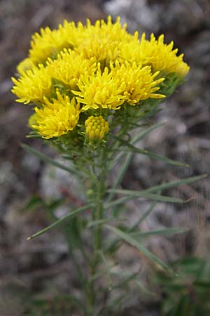 Galatella linosyris \ Gold-Aster / Goldilocks Aster, D Rheinhessen, Flonheim 2.9.2008