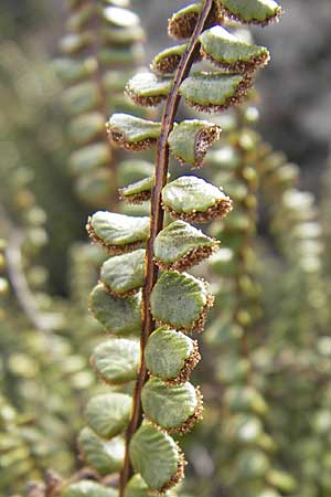 Asplenium trichomanes s.l. \ Braunstieliger Streifenfarn, D Neuleiningen 12.10.2008