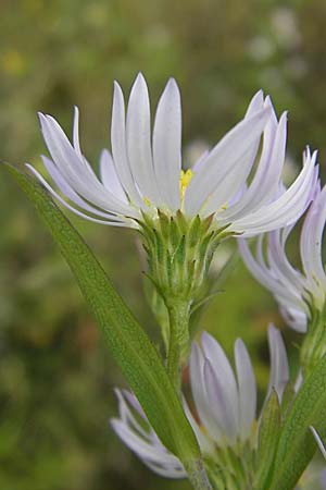 Symphyotrichum laeve \ Kahle Herbst-Aster, Glatte Aster, D Viernheim 1.11.2008