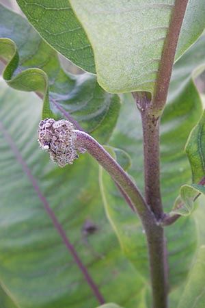 Asclepias syriaca \ Gewhnliche Seidenpflanze / Purple Silkweed, D Waghäusel 30.7.2009