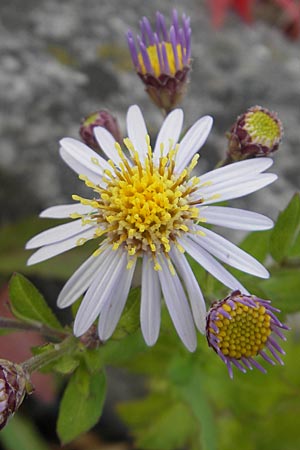 Callistephus chinensis / China Aster, D Weinheim an der Bergstraße 28.9.2009