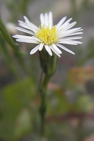 Symphyotrichum subulatum \ Schuppige Aster, Einjhrige Salz-Aster, D Mannheim 1.10.2009