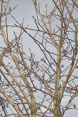 Ulmus glabra \ Berg-Ulme / Elm, D Mannheim 24.3.2010