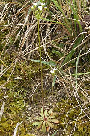 Androsace septentrionalis \ Nordischer Mannsschild / Pygmyflower Rock Jasmine, Northern Androsace, D Karlstadt 1.5.2010